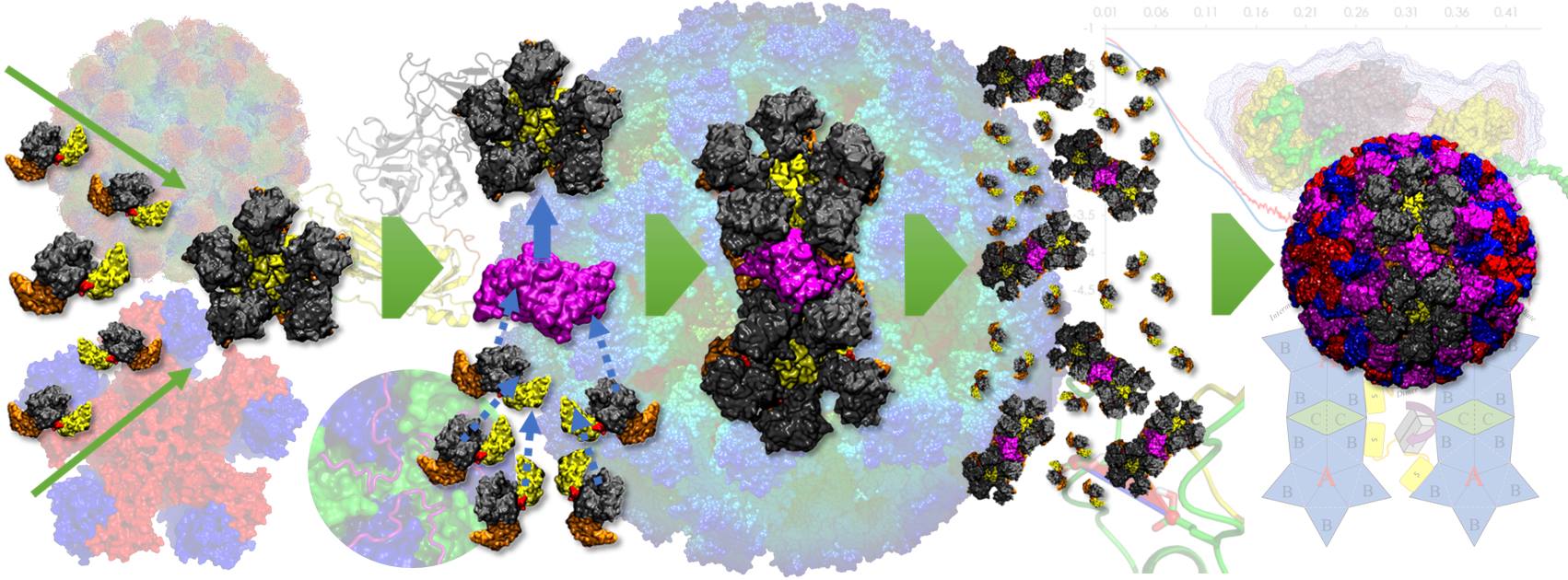 Norovirus capsid assembly hypothesis